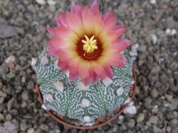 Astrophytum asterias X red červený květ, akabana, pot 6,5 cm