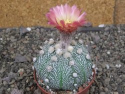 Astrophytum asterias X red červený květ, akabana, pot 6,5 cm - 12408917