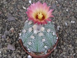 Astrophytum asterias X red červený květ, akabana, pot 6,5 cm - 12408918