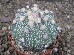 Astrophytum asterias X red červený květ, akabana, pot 6,5 cm - 12408919