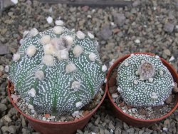 Astrophytum asterias X red červený květ, akabana, pot 6,5 cm - 12408920
