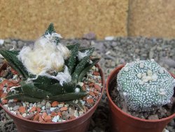 Ariocarpus bravoanus El Ňuňez XL pot 8 cm - 12408938