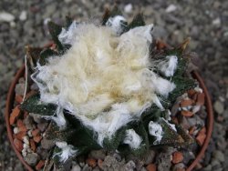 Ariocarpus bravoanus El Ňuňez XL pot 9 cm - 12408939