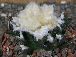 Ariocarpus bravoanus El Ňuňez XL pot 9 cm - 12408940