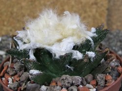 Ariocarpus bravoanus El Ňuňez XL pot 9 cm - 12408941
