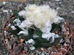 Ariocarpus bravoanus El Ňuňez XL pot 9 cm - 12408942