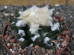 Ariocarpus bravoanus El Ňuňez XL pot 9 cm - 12408943