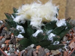 Ariocarpus bravoanus El Ňuňez XL pot 9 cm