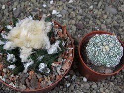 Ariocarpus bravoanus El Ňuňez XL pot 9 cm - 12408945