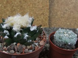Ariocarpus bravoanus El Ňuňez XL pot 9 cm - 12408946