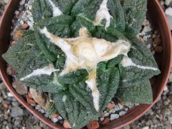 Ariocarpus fissuratus Cuatro Cienegas XL pot 8 cm - 12408948