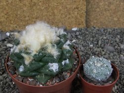 Ariocarpus fissuratus Cuatro Cienegas XL pot 8 cm - 12408963