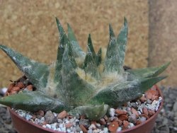 Ariocarpus trigonus elongatus San Antonio pot 9 cm - 12408971