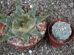 Ariocarpus trigonus elongatus San Antonio pot 9 cm - 12408972