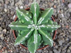 Astrophytum Dinosaur (Fukurio Hannya) pot 5,5 cm - 12408974