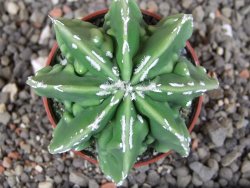 Astrophytum Dinosaur (Fukurio Hannya) pot 5,5 cm - 12408975