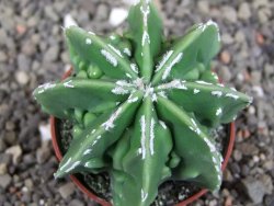 Astrophytum Dinosaur (Fukurio Hannya) pot 5,5 cm