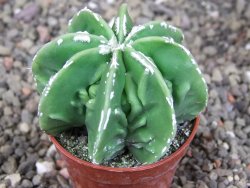 Astrophytum Dinosaur (Fukurio Hannya) pot 5,5 cm - 12408977
