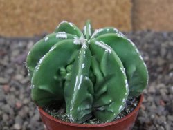 Astrophytum Dinosaur (Fukurio Hannya) pot 5,5 cm - 12408978