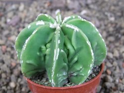 Astrophytum Dinosaur (Fukurio Hannya) pot 5,5 cm - 12408979