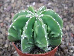 Astrophytum Dinosaur (Fukurio Hannya) pot 5,5 cm - 12408980