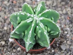 Astrophytum Dinosaur (Fukurio Hannya) pot 5,5 cm - 12408981