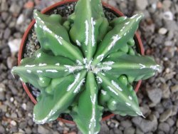 Astrophytum Dinosaur (Fukurio Hannya) pot 5,5 cm - 12408982