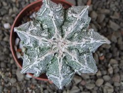 Astrophytum Dinosaur (Fukurio Hannya) pot 5,5 cm