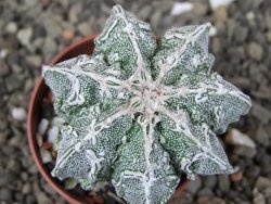 Astrophytum Dinosaur (Fukurio Hannya) pot 5,5 cm - 12408984