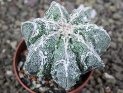 Astrophytum Dinosaur (Fukurio Hannya) pot 5,5 cm - 12408985