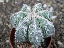 Astrophytum Dinosaur (Fukurio Hannya) pot 5,5 cm - 12408986