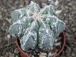 Astrophytum Dinosaur (Fukurio Hannya) pot 5,5 cm - 12408987