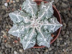 Astrophytum Dinosaur (Fukurio Hannya) pot 5,5 cm - 12408988