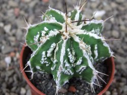 Astrophytum Dinosaur (Fukurio Hannya) pot 5,5 cm - 12408989
