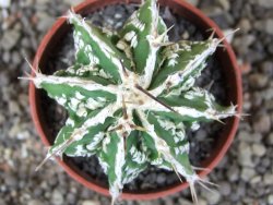 Astrophytum Dinosaur (Fukurio Hannya) pot 5,5 cm - 12408990