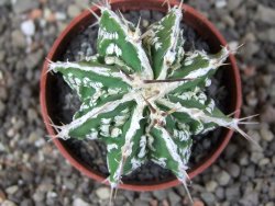 Astrophytum Dinosaur (Fukurio Hannya) pot 5,5 cm - 12408991