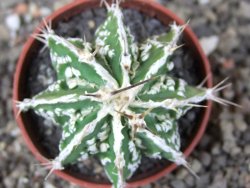 Astrophytum Dinosaur (Fukurio Hannya) pot 5,5 cm - 12408992