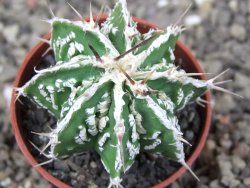 Astrophytum Dinosaur (Fukurio Hannya) pot 5,5 cm