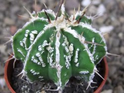 Astrophytum Dinosaur (Fukurio Hannya) pot 5,5 cm - 12408994
