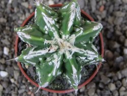 Astrophytum Dinosaur (Fukurio Hannya) pot 5,5 cm
