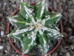 Astrophytum Dinosaur (Fukurio Hannya) pot 5,5 cm - 12408996