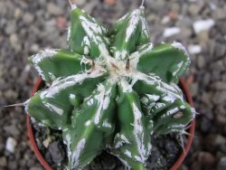Astrophytum Dinosaur (Fukurio Hannya) pot 5,5 cm - 12408997
