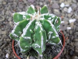 Astrophytum Dinosaur (Fukurio Hannya) pot 5,5 cm - 12408998