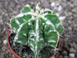 Astrophytum Dinosaur (Fukurio Hannya) pot 5,5 cm - 12408999