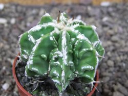 Astrophytum Dinosaur (Fukurio Hannya) pot 5,5 cm - 12409000