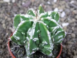 Astrophytum Dinosaur (Fukurio Hannya) pot 5,5 cm - 12409001