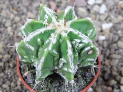 Astrophytum Dinosaur (Fukurio Hannya) pot 5,5 cm - 12409002