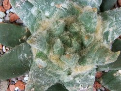 Ariocarpus trigonus elongatus San Antonio pot 9 cm - 12409006