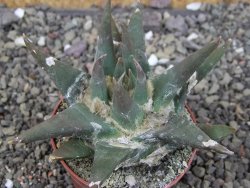 Ariocarpus trigonus elongatus San Antonio 7 cm - 12409012