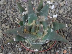 Ariocarpus trigonus elongatus San Antonio 7 cm - 12409016